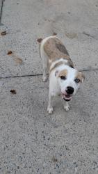 Found/Stray Female Dog last seen Southern end of Lewis Ferry Road, Statesville, NC 28677