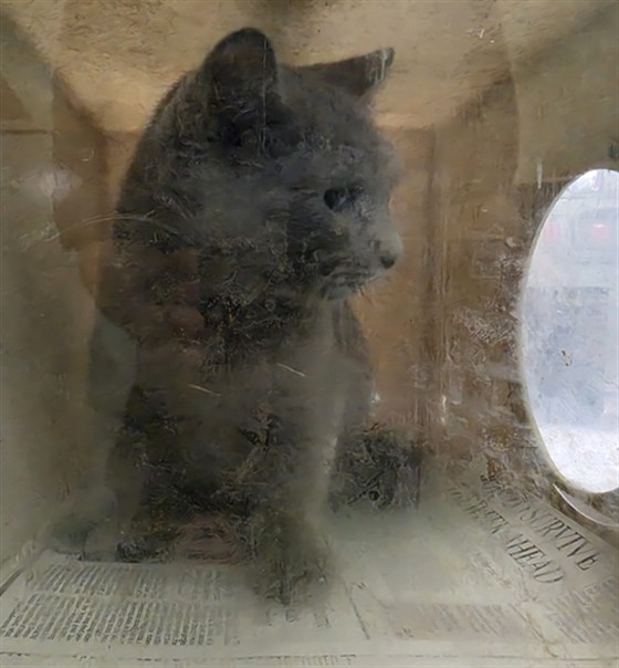 Shelter Stray Male Cat last seen , 1850 W 60th St, Los Angeles, CA 90047, USA