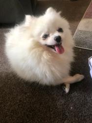 Lost Male Dog last seen Address 15a to 16 New Road Avenue Chatham ME4 6BA, Medway, England ME4 6BA