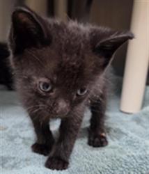Shelter Stray Male Cat last seen SUNSET DR, LONGWOOD FL, 232 Eslinger Way, Sanford, FL 32773, USA