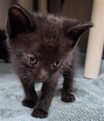 Shelter Stray Male Cat last seen SUNSET DR, LONGWOOD FL, 232 Eslinger Way, Sanford, FL 32773, USA