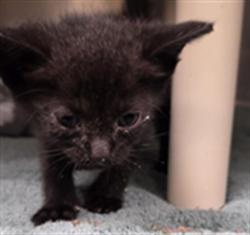 Shelter Stray Female Cat last seen SUNSET DR, LONGWOOD FL, 232 Eslinger Way, Sanford, FL 32773, USA