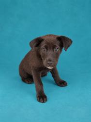 Shelter Stray Male Dog last seen Near BLOCK NEWTON ST SHELBY, NC 28150, 1601 Airport Rd, Shelby, NC 28150, USA
