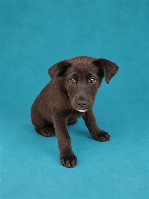 Shelter Stray Male Dog last seen Near BLOCK NEWTON ST SHELBY, NC 28150, 1601 Airport Rd, Shelby, NC 28150, USA