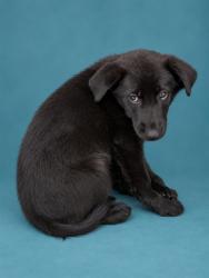 Shelter Stray Male Dog last seen Near BLOCK NEWTON ST SHELBY, NC 28150, 1601 Airport Rd, Shelby, NC 28150, USA
