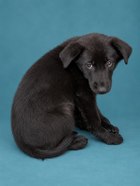 Shelter Stray Male Dog last seen Near BLOCK NEWTON ST SHELBY, NC 28150, 1601 Airport Rd, Shelby, NC 28150, USA