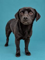 Shelter Stray Male Dog last seen BEACHWOOD DR, 1601 Airport Rd, Shelby, NC 28150, USA