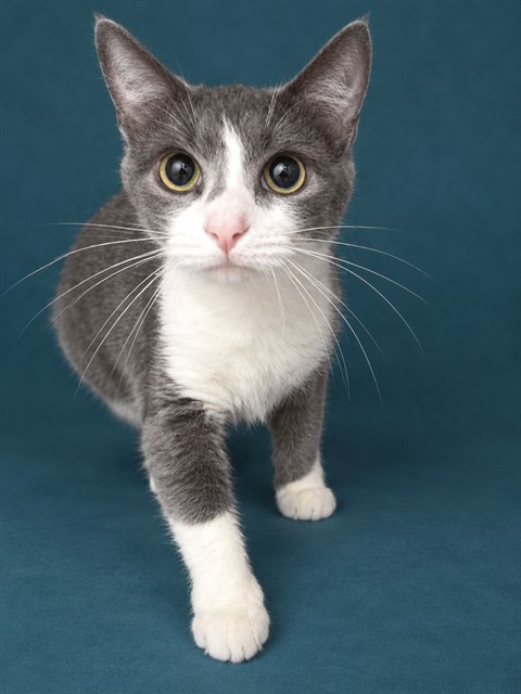 Shelter Stray Unknown Cat last seen RAMBLEWOOD APARTMENTS, 1601 Airport Rd, Shelby, NC 28150, USA