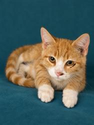 Shelter Stray Female Cat last seen , 1601 Airport Rd, Shelby, NC 28150, USA
