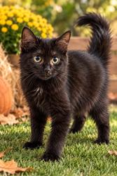 Shelter Stray Unknown Cat last seen BRANCH ST, 1601 Airport Rd, Shelby, NC 28150, USA