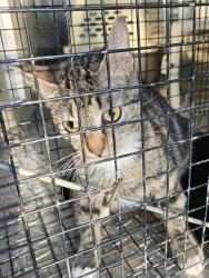 Shelter Stray Female Cat last seen RAMBLEWOOD APARTMENTS, 1601 Airport Rd, Shelby, NC 28150, USA