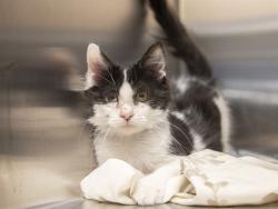 Shelter Stray Male Cat last seen N/A, 5501 E Van Buren St, Phoenix, AZ 85008, USA