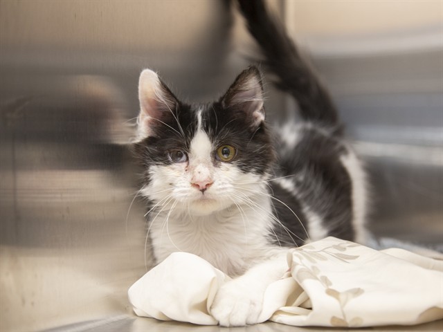 Shelter Stray Male Cat last seen N/A, 5501 E Van Buren St, Phoenix, AZ 85008, USA