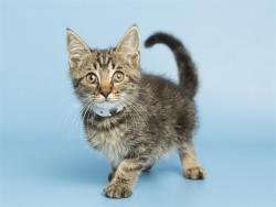 Shelter Stray Male Cat last seen MESA DR AND SOUTHERN, 5501 E Van Buren St, Phoenix, AZ 85008, USA