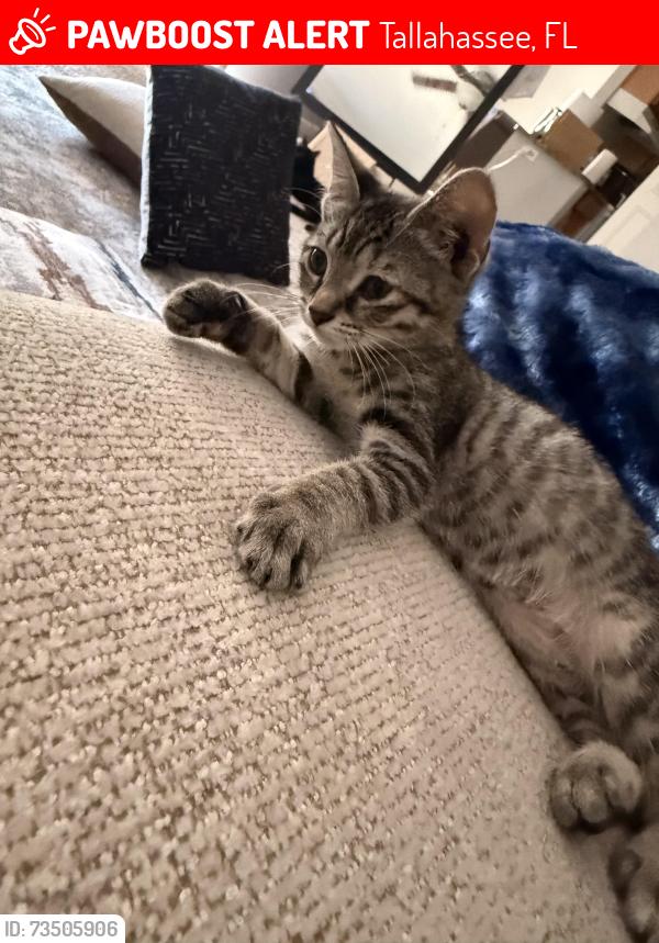 Lost Female Cat last seen Near s magnolia drive tallahassee flordia, Tallahassee, FL 32301