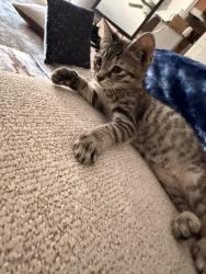 Lost Female Cat last seen Near s magnolia drive tallahassee flordia, Tallahassee, FL 32301