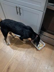 Found/Stray Female Dog last seen Near Michigan, St. Louis, MO 63111