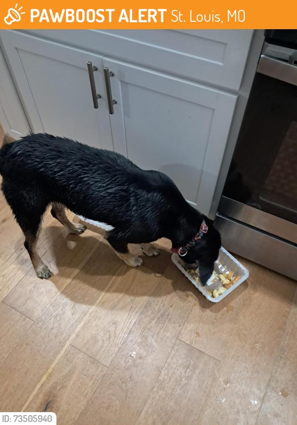 Found/Stray Female Dog last seen Near Michigan, St. Louis, MO 63111