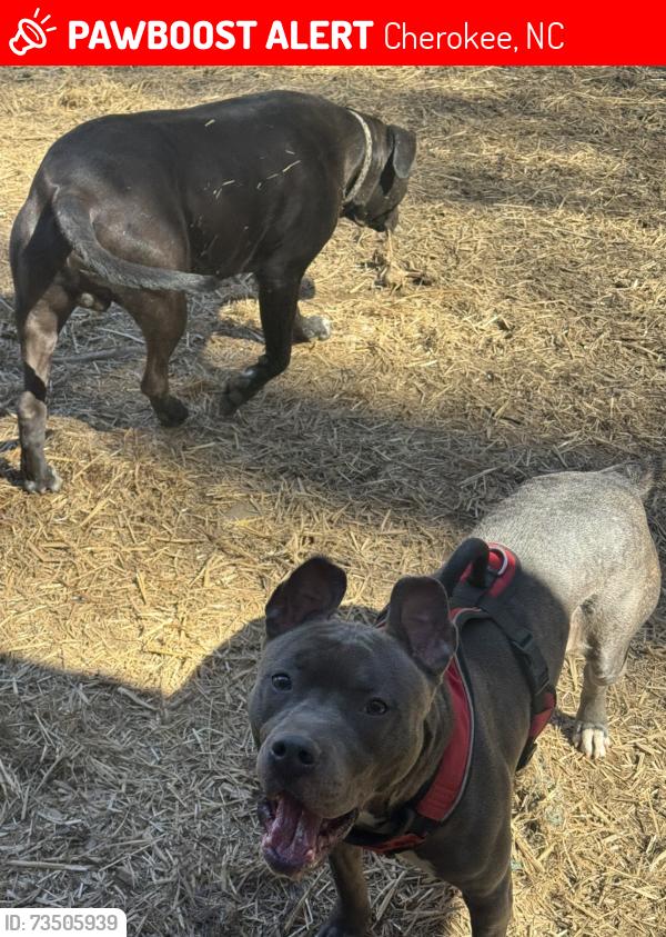 Lost Female Dog last seen Wize Guyz, Firehouse Subs, Rice Wagon, Cherokee, NC 28719