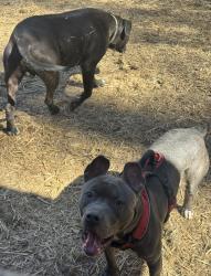 Lost Female Dog last seen Wize Guyz, Firehouse Subs, Rice Wagon, Cherokee, NC 28719