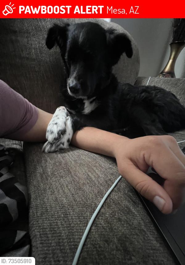 Lost Male Dog last seen crismon and university, Mesa, AZ 85207