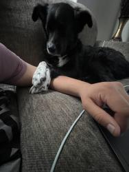 Lost Male Dog last seen crismon and university, Mesa, AZ 85207