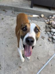 Found/Stray Male Dog last seen Route 66 Near Lake Overholser, Yukon, OK 73099