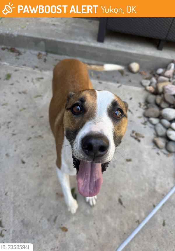 Found/Stray Male Dog last seen Route 66 Near Lake Overholser, Yukon, OK 73099