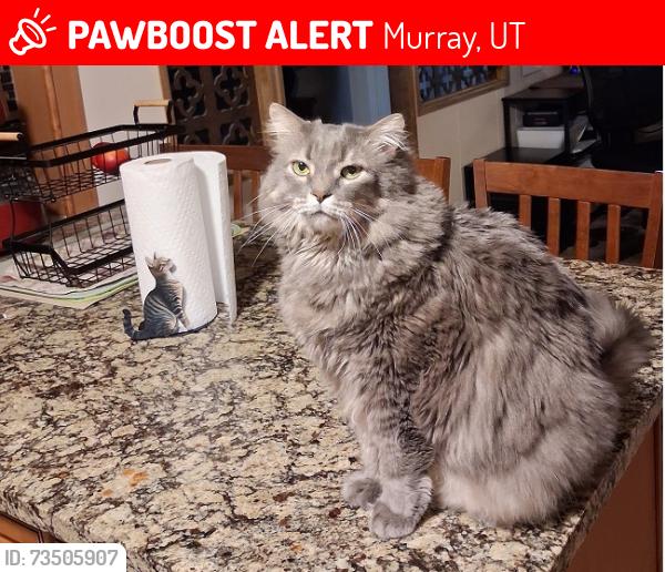 Lost Male Cat last seen Near s 7 w, Taylorsville, UT 84123