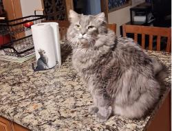 Lost Male Cat last seen Near s 7 w, Taylorsville, UT 84123