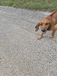Found/Stray Male Dog last seen Hickory Creek Animal Shelter, Shady Shores, TX 76208