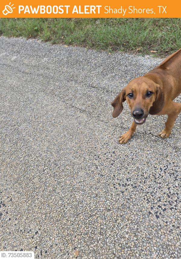 Found/Stray Male Dog last seen Hickory Creek Animal Shelter, Shady Shores, TX 76208