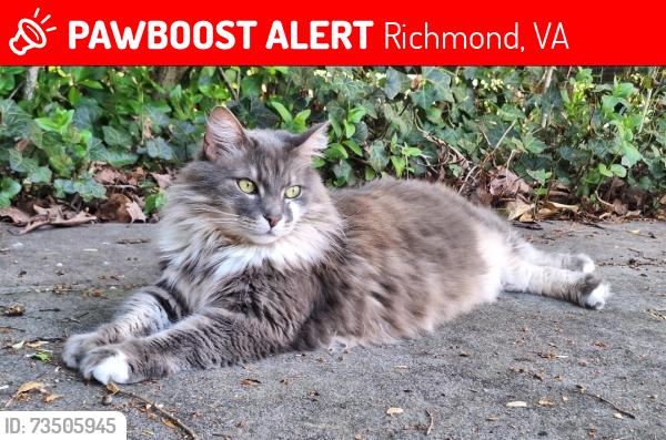 Lost Female Cat last seen Near Devonshire Road, Richmond, VA 23225