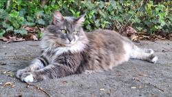 Lost Female Cat last seen Near Devonshire Road, Richmond, VA 23225