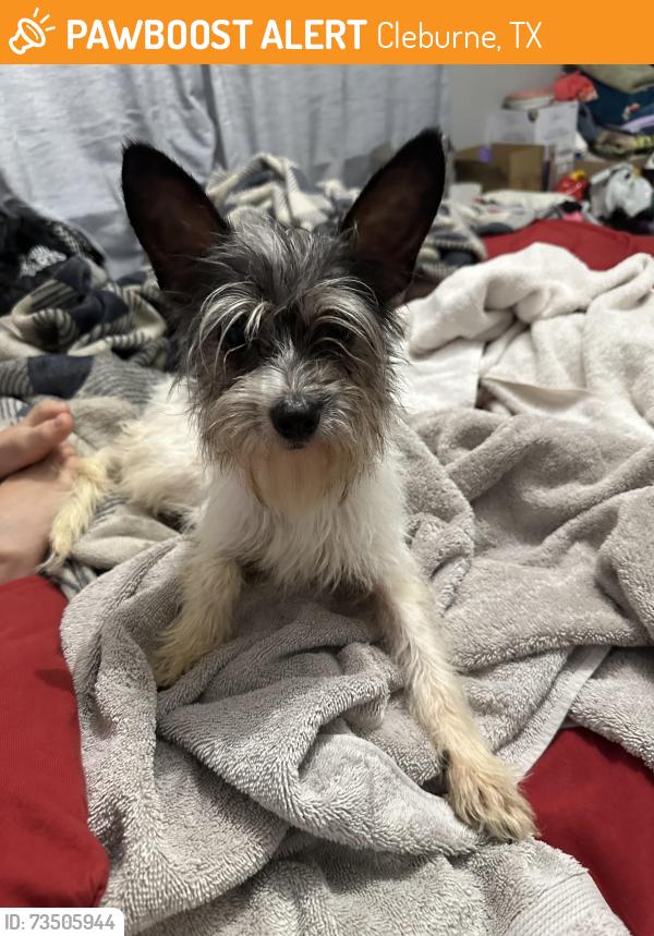 Found/Stray Male Dog last seen Old Foamy Road, Cleburne, TX 76033
