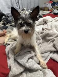 Found/Stray Male Dog last seen Old Foamy Road, Cleburne, TX 76033