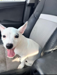 Reunited Female Dog last seen Nw 2nd ave between 139 and 135st, North Miami, FL 33161