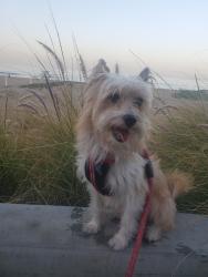 Lost Male Dog last seen Olympiad Drive and Victoria near Chase Bank, View Park-Windsor Hills, CA 90043