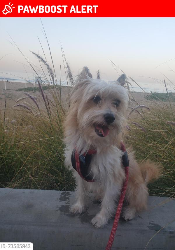 Lost Male Dog last seen Olympiad Drive and Victoria near Chase Bank, View Park-Windsor Hills, CA 90043