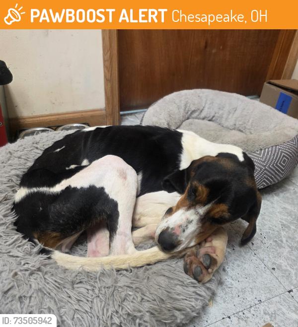 Found/Stray Female Dog last seen Henson Hollow, Chesapeake, OH 45619