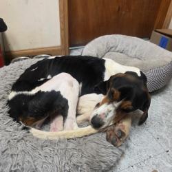 Found/Stray Female Dog last seen Henson Hollow, Chesapeake, OH 45619