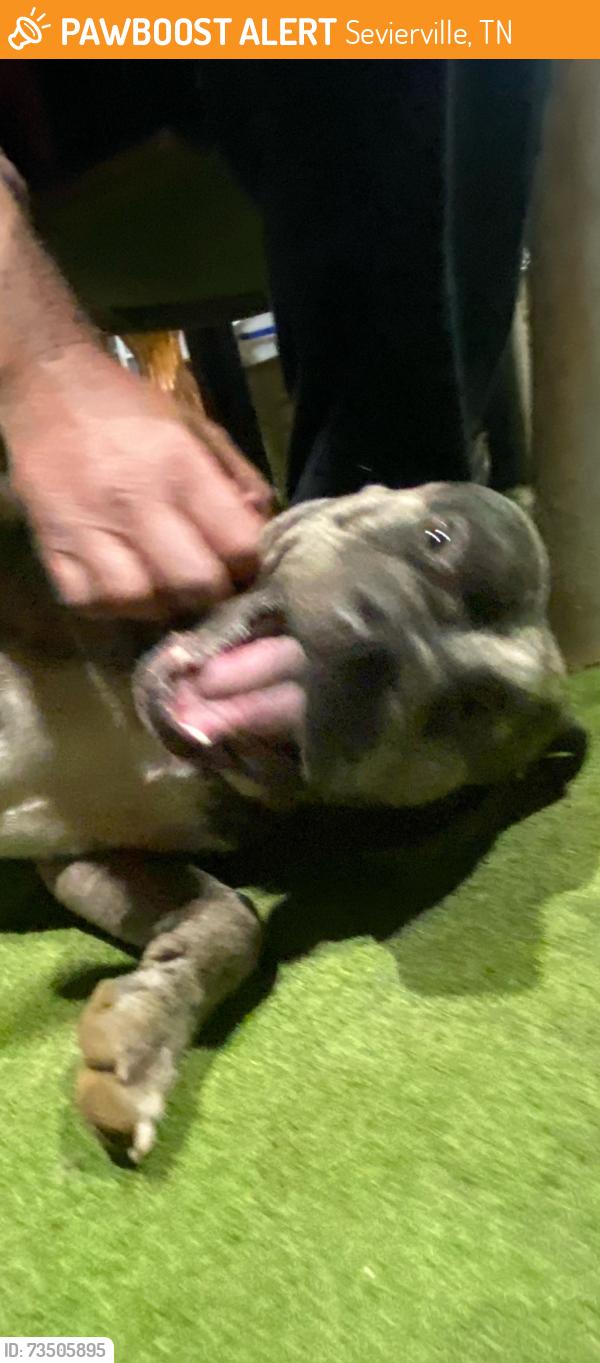 Found/Stray Male Dog last seen White school road, Sevierville, TN 37863