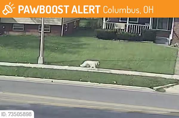 Found/Stray Unknown Dog last seen Karl rd plaza, Columbus, OH 43229