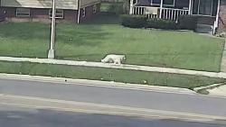 Found/Stray Unknown Dog last seen Karl rd plaza, Columbus, OH 43229