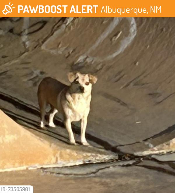 Found/Stray Unknown Dog last seen Golf Course NW Albuquerque NM by Smiths Store by arroyo, Albuquerque, NM 87114
