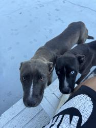Found/Stray Female Dog last seen 1 mile north of community center, Lumber Bridge, NC 28357
