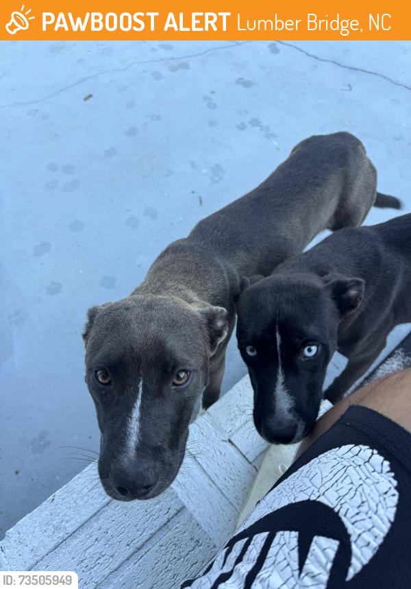 Found/Stray Female Dog last seen 1 mile north of community center, Lumber Bridge, NC 28357