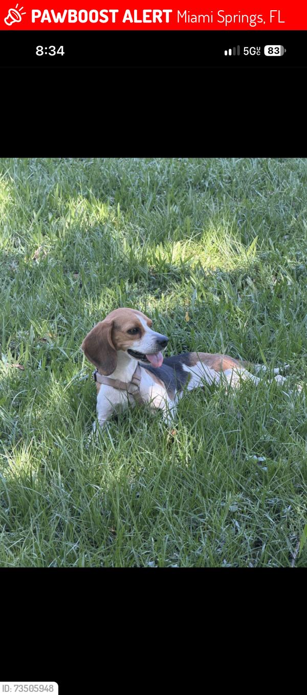 Lost Female Dog last seen Flagler place and whitehorn, Miami Springs, FL 33166