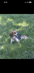 Lost Female Dog last seen Flagler place and whitehorn, Miami Springs, FL 33166