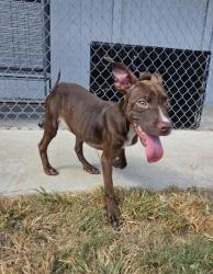 Shelter Stray Female Dog last seen Near Neuse Blvd, New Bern City Limits, NC, 1639 Old Airport Rd, New Bern, NC 28562, USA